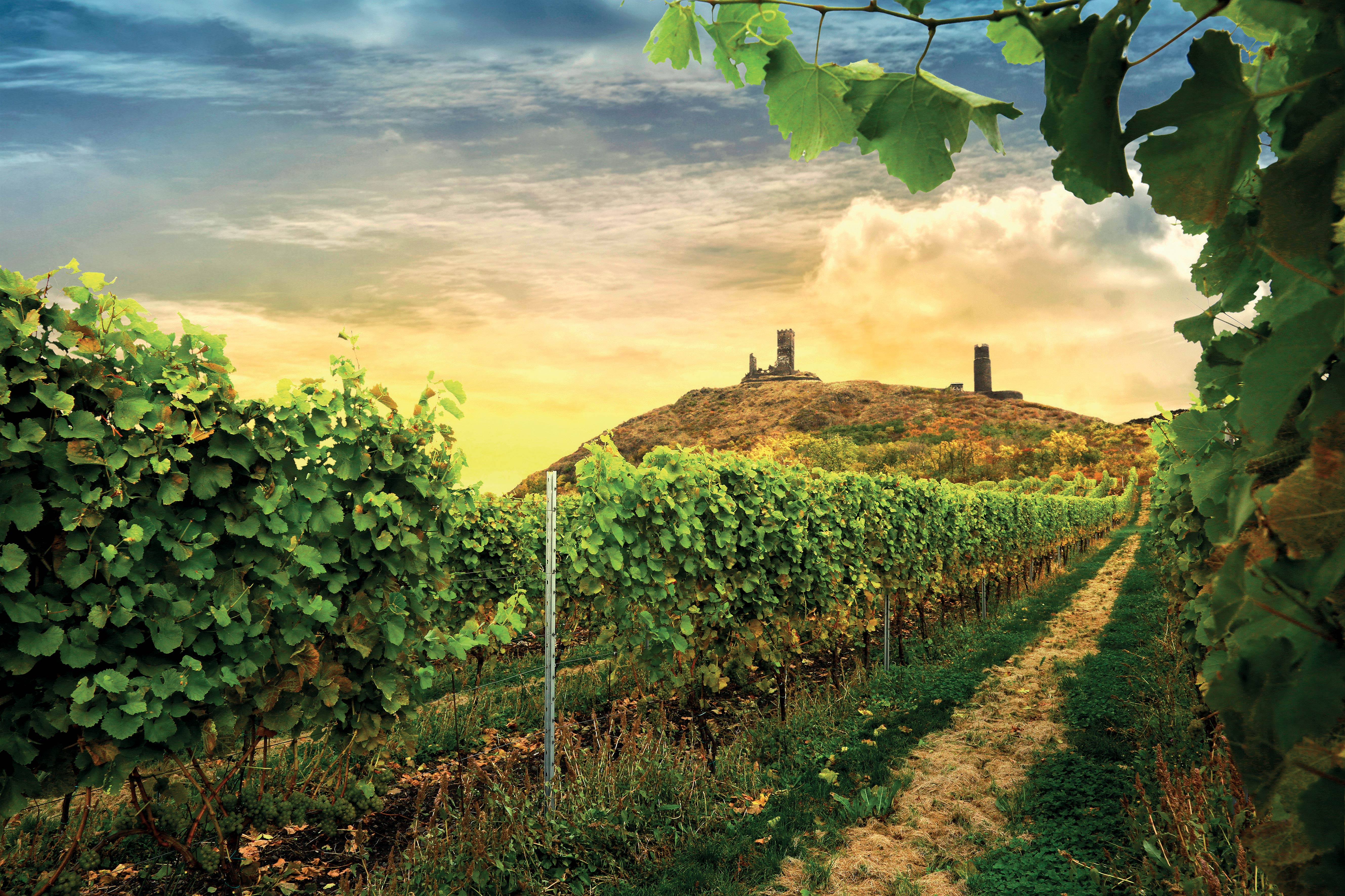 
Zámecké vinařství Třebívlice: Elegantní vína ze severu