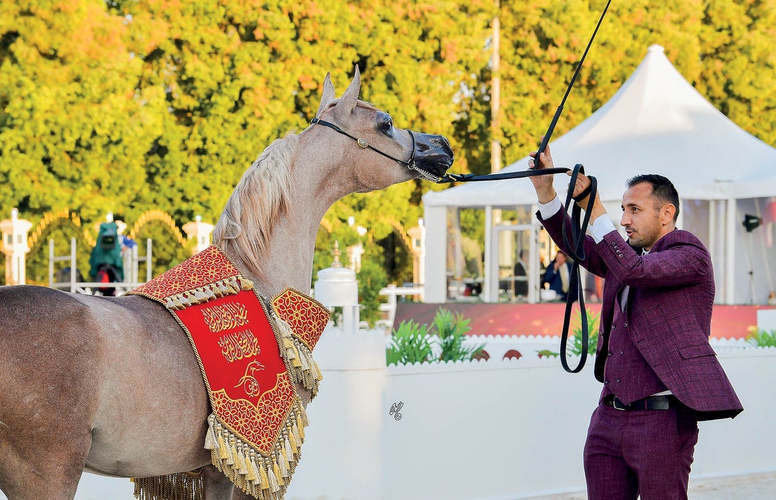 Šampionát koní v Abú Zabí